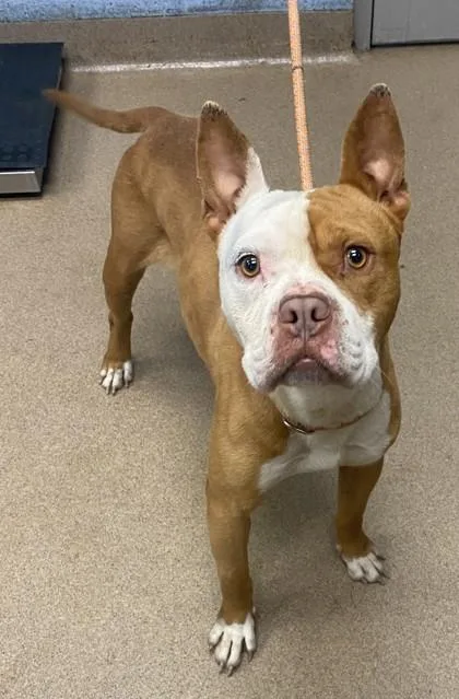 An adult medium-sized male Mixed Breed dog named Jerome for adoption in Chamblee, GA