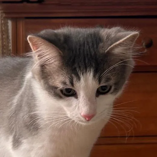 A young small-sized male Gray / Blue / Silver Domestic Short Hair cat named Mate Miquelot for adoption in Merrifield, VA