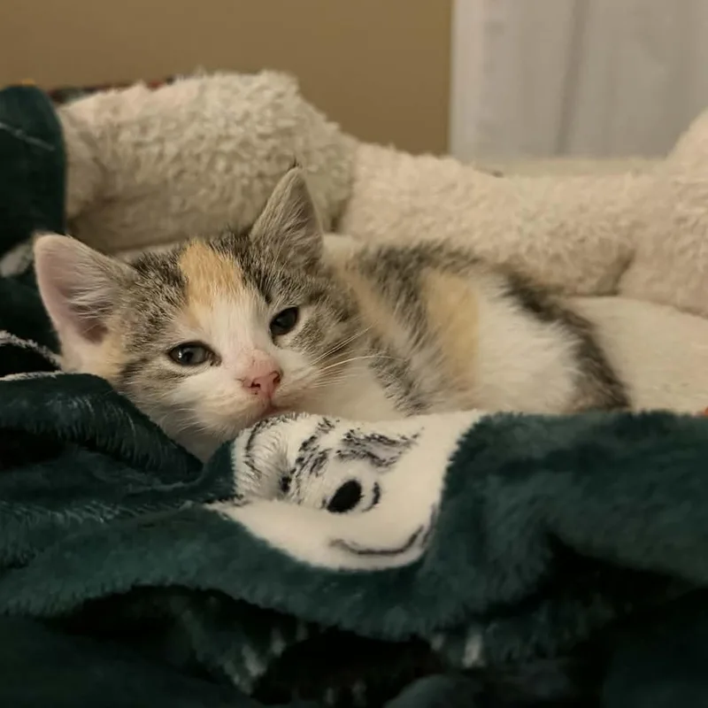 Lollipop thumbnail 2