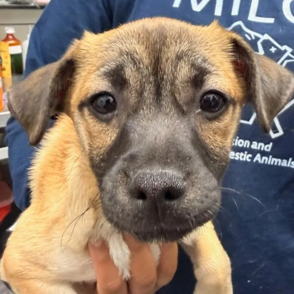 A baby small-sized female Brown / Chocolate Pomeranian dog named Cocoa for adoption in Point Richmond, CA