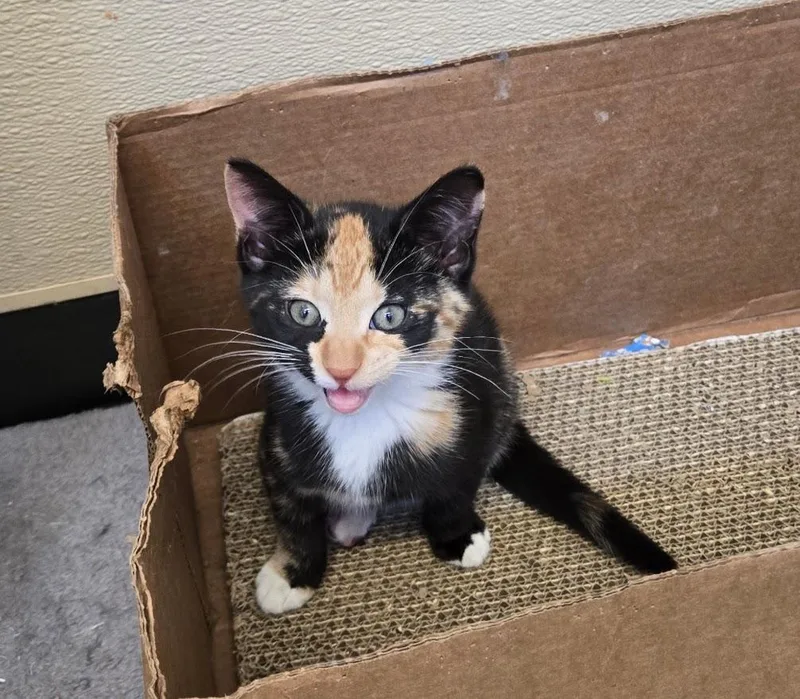 A baby small-sized female Calico cat named Ramen for adoption in New Rochelle, NY