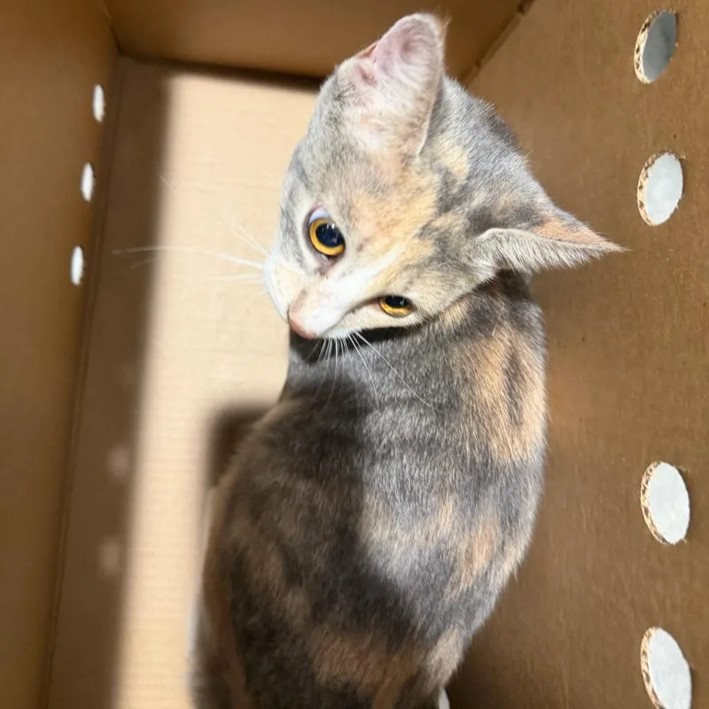 A young medium-sized female Gray / Blue / Silver Domestic Short Hair cat named Muffin for adoption in Tampa, FL