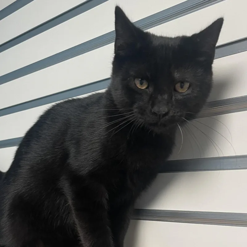 A baby medium-sized male Black Domestic Short Hair cat named Vino for adoption in New Philadelphia, OH