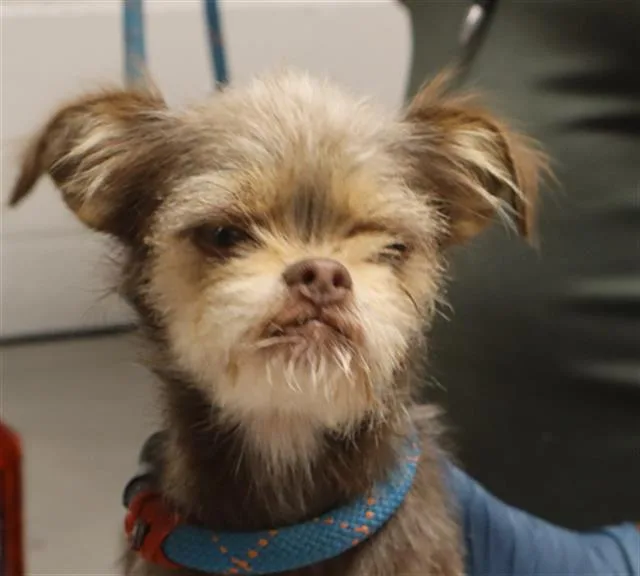 An adult small-sized female Mixed Breed dog named Katherine for adoption in Columbia, SC