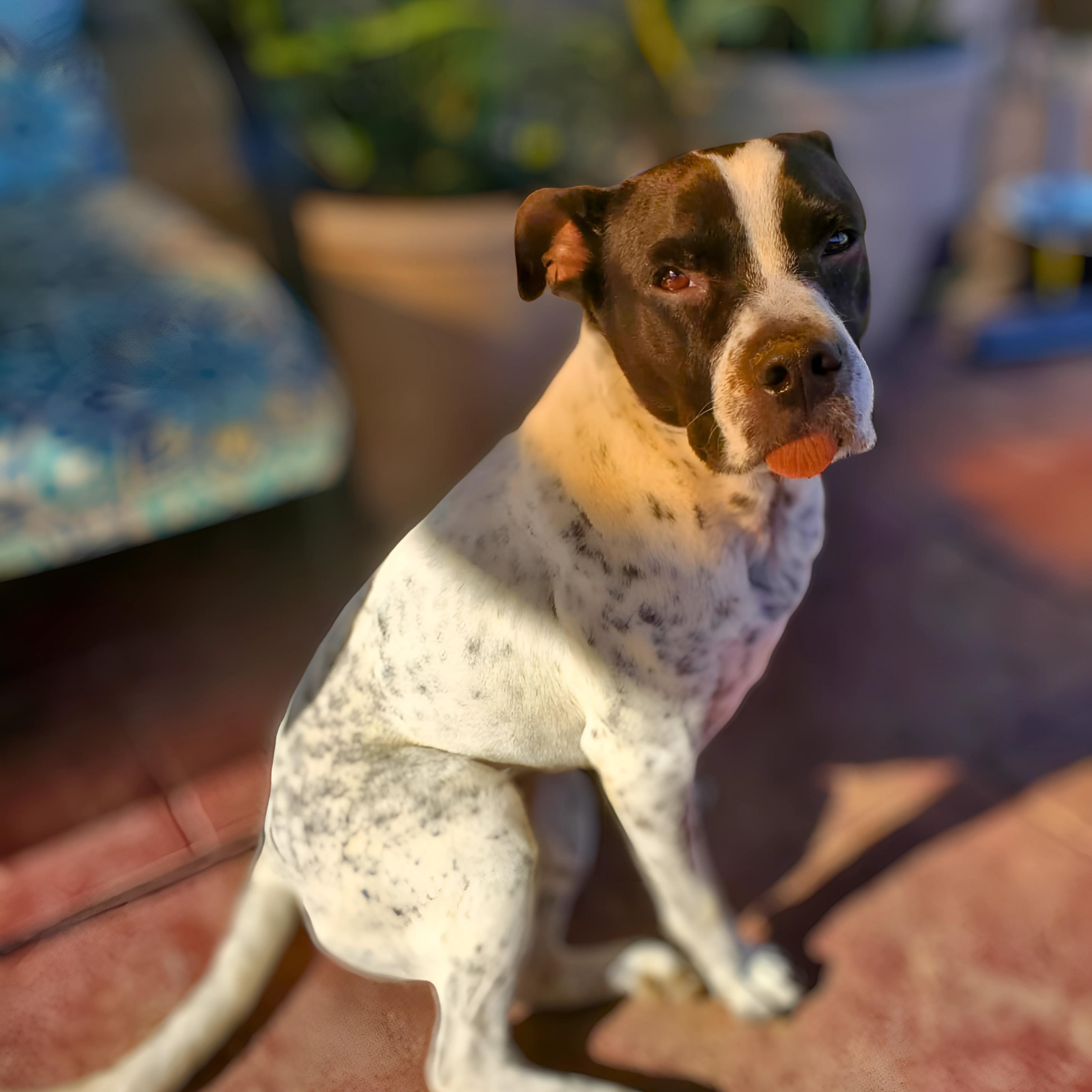 Mylo