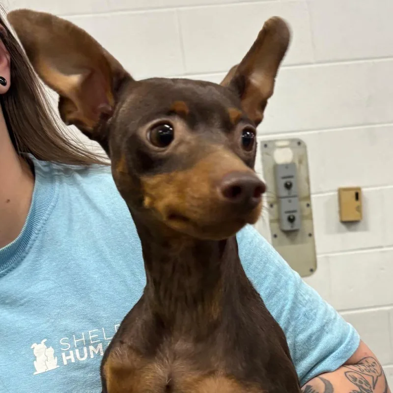 An adult small-sized male Brown / Chocolate Mixed Breed dog named Ryuk for adoption in Columbiana, AL