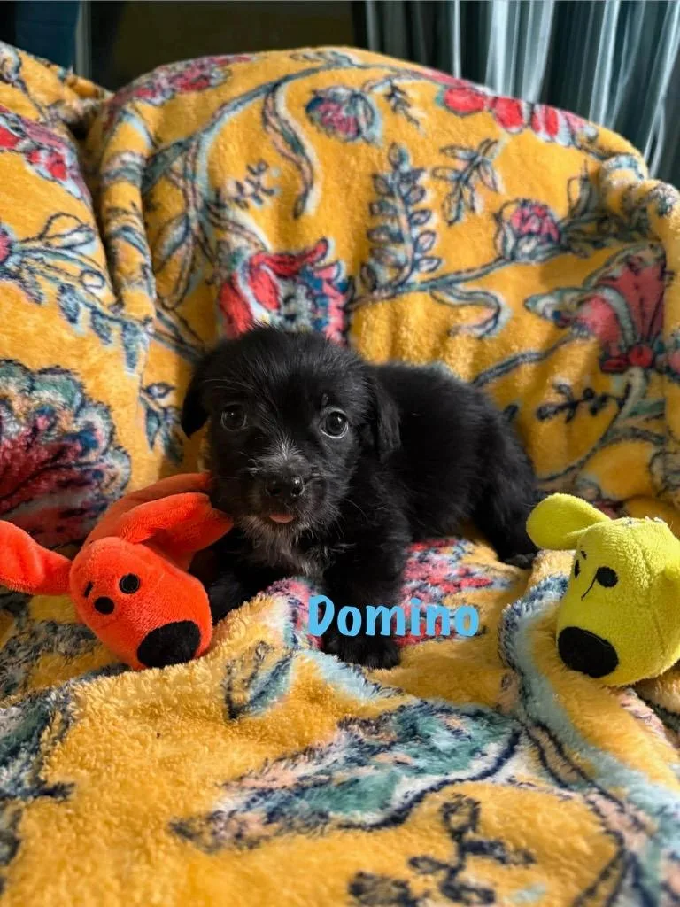 Domino