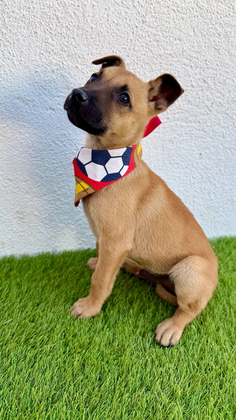 Macchiato thumbnail 2