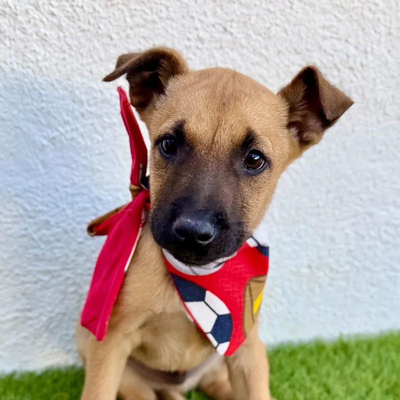 Macchiato thumbnail 3