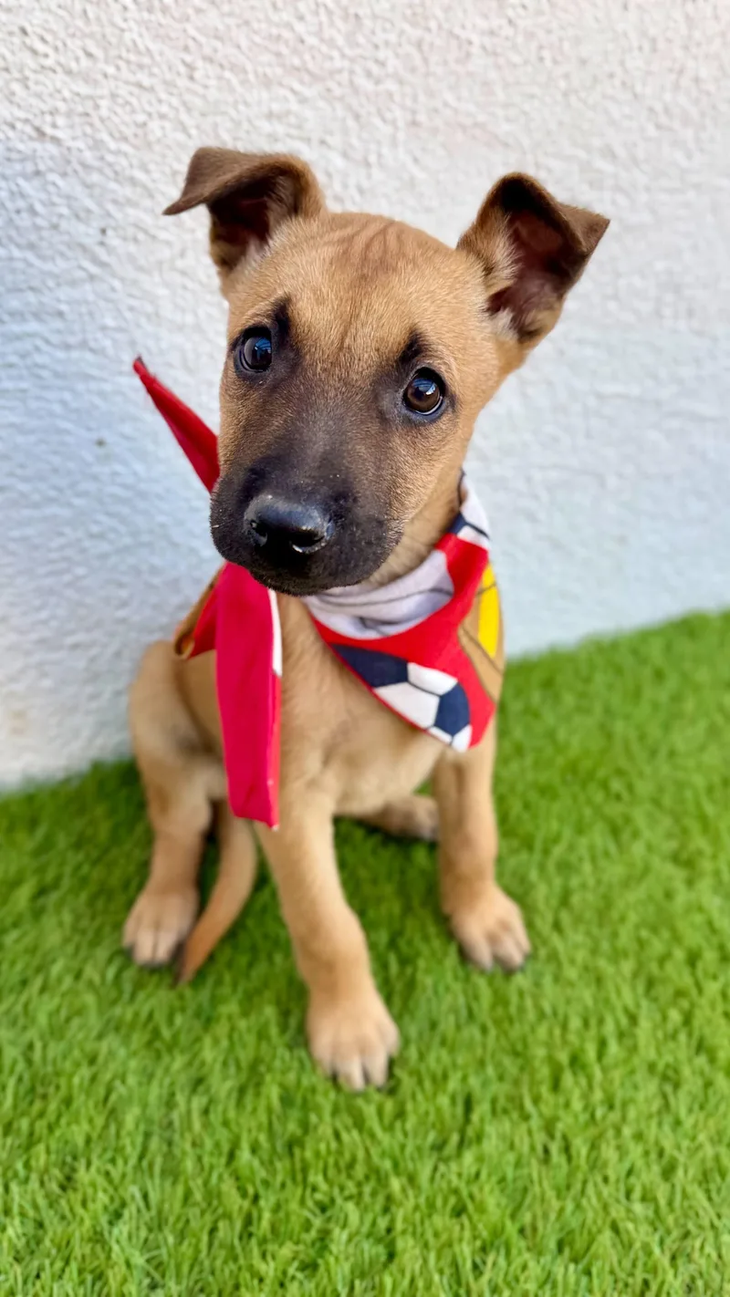 Macchiato thumbnail 4