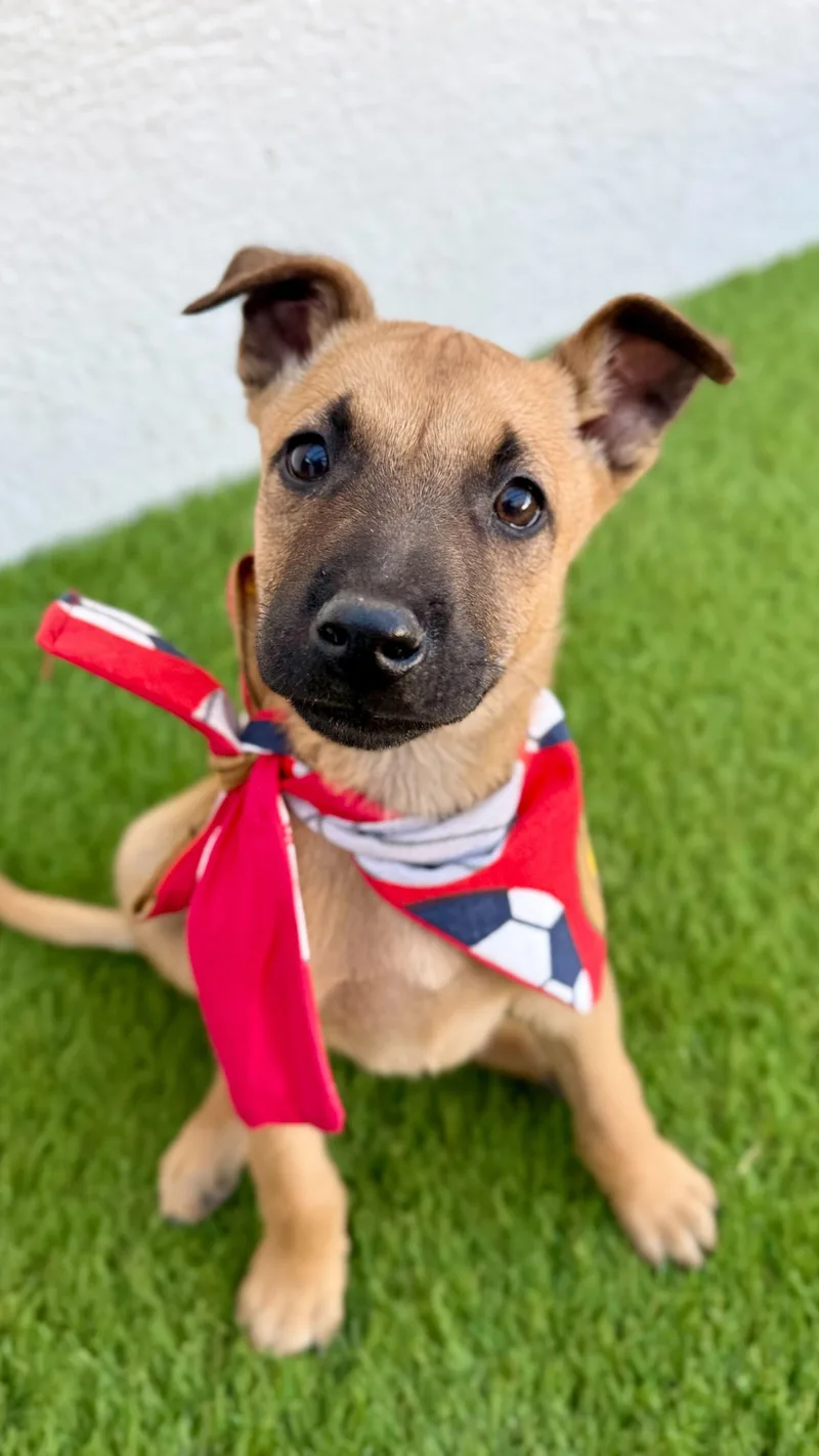 Macchiato thumbnail 5