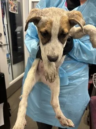 A baby medium-sized male Mixed Breed dog named Kernel Sanders for adoption in Fresno, CA