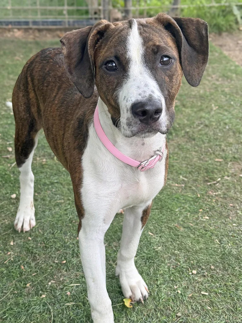 A young medium-sized female Brindle Mountain Cur dog named Bindy for adoption in Anderson, IN