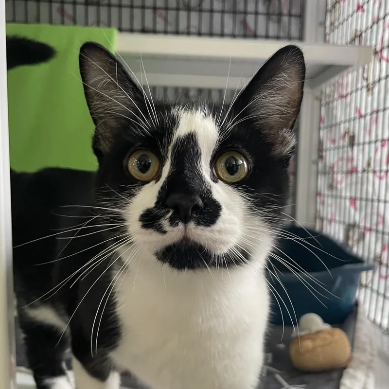 A young medium-sized male Black Domestic Short Hair cat named Phillip for adoption in Chicago, IL