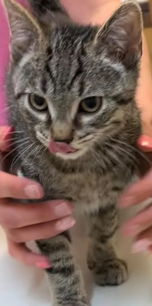 A baby small-sized male Domestic Short Hair cat named Rascal for adoption in Elizabethton, TN