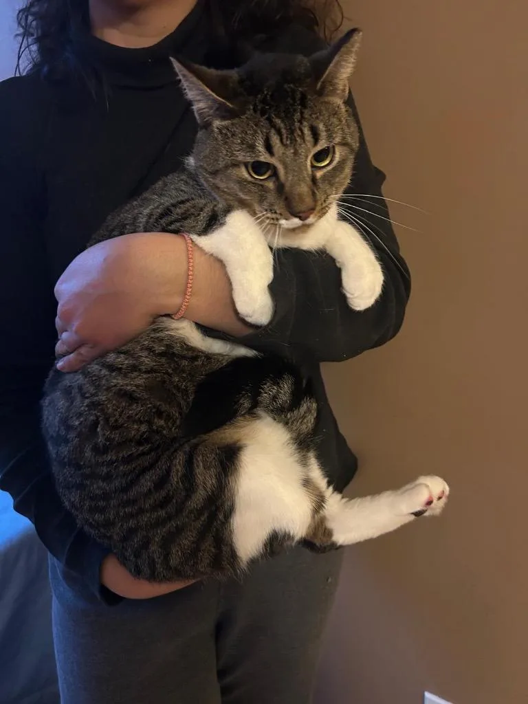 A young medium-sized male Domestic Short Hair cat named Buttercup for adoption in New York, NY