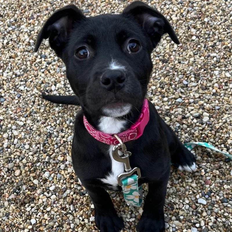 Scarlett thumbnail 2