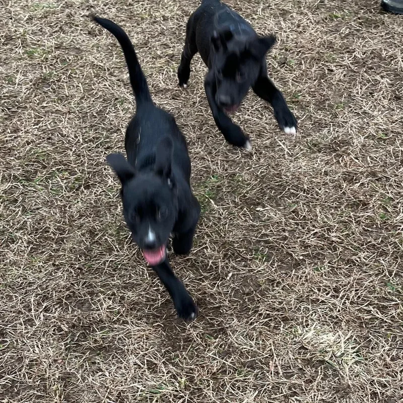 Scarlett thumbnail 3