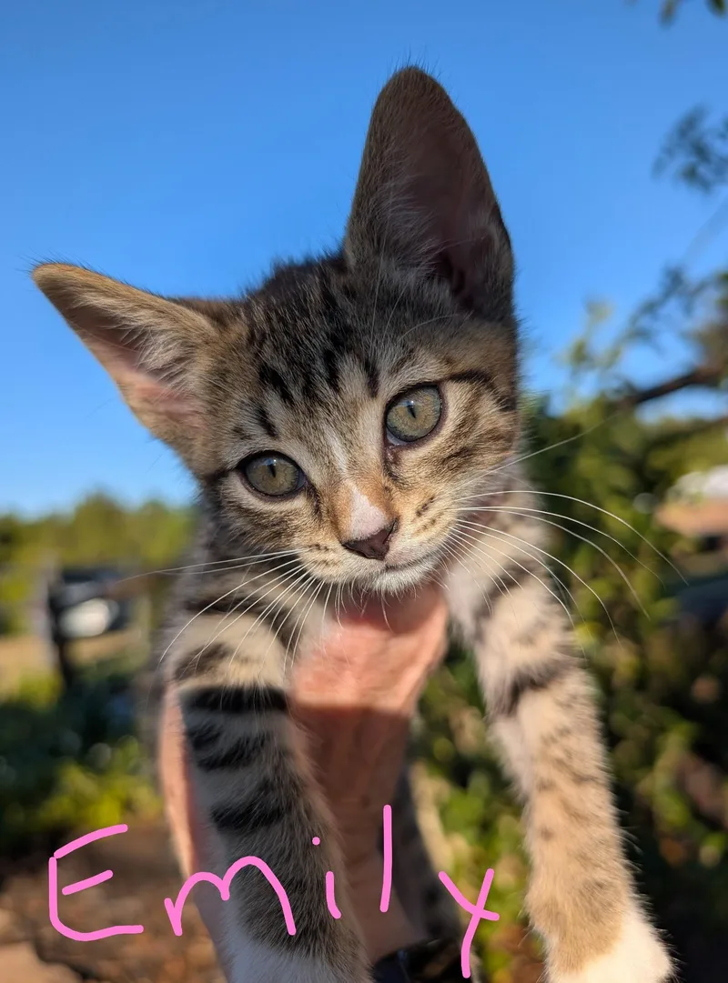 A baby medium-sized female Domestic Short Hair cat named Emily for adoption in Reddick, FL