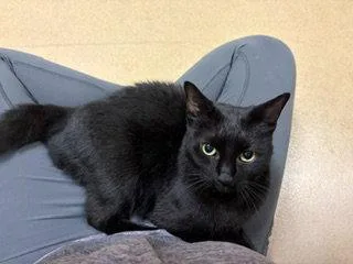 An adult medium-sized female Black Domestic Short Hair cat named Wadu for adoption in Brick, NJ