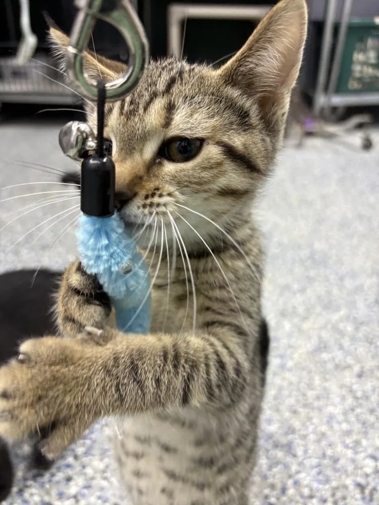 A baby small-sized female Tabby (Brown / Chocolate) Domestic Short Hair cat named Jane for adoption in Mishawaka, IN