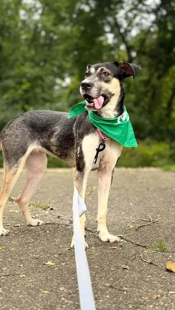 An adult large-sized female Brown / Chocolate Mixed Breed dog named Hazelnut for adoption in Lansing, MI