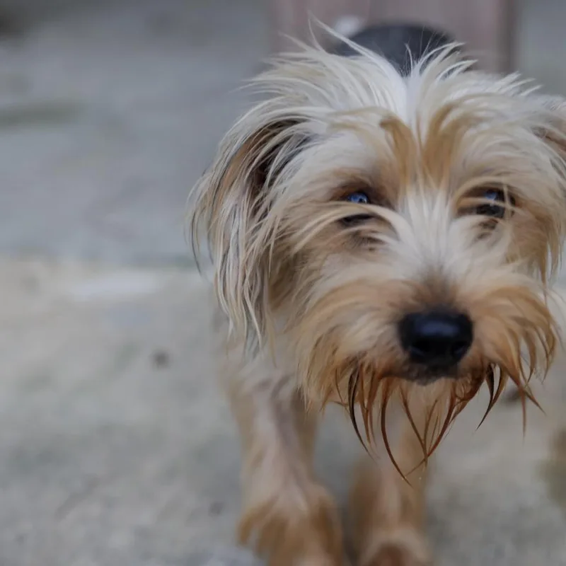 A young small-sized female Yorkshire Terrier dog named Molly for adoption in Baton Rouge, LA