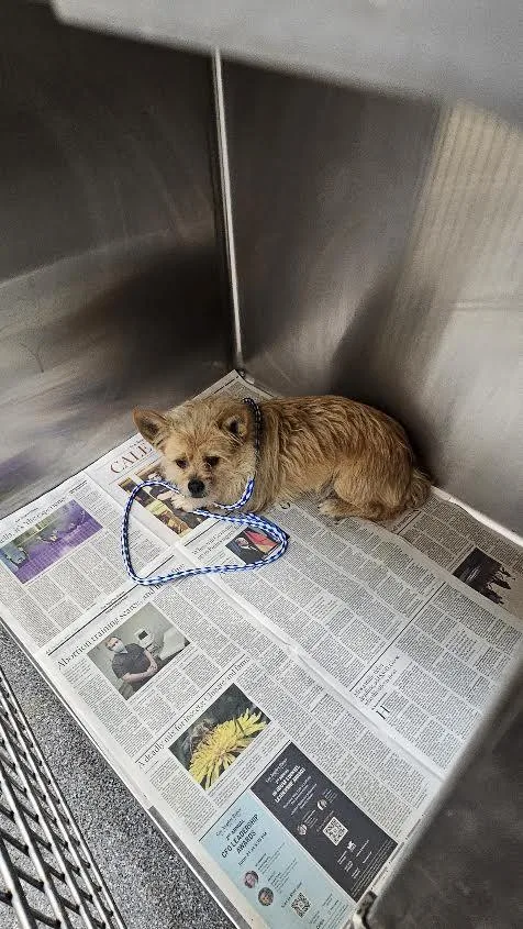 An adult small-sized male Mixed Breed dog named Zeus for adoption in Los Angeles, CA