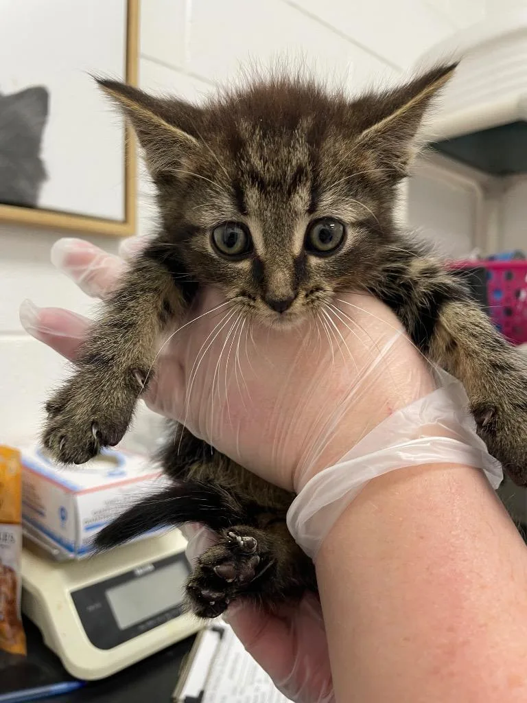 A baby small-sized male Domestic Short Hair cat named Blaze for adoption in Oxford, NC