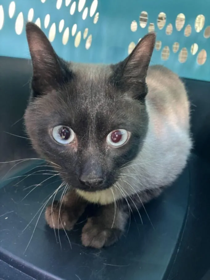 An adult small-sized male Domestic Short Hair cat named River for adoption in Loveland, CO