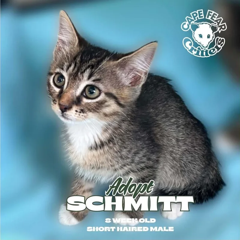 A young small-sized male Tabby (Gray / Blue / Silver) Domestic Short Hair cat named Schmitt for adoption in Wilmington, NC