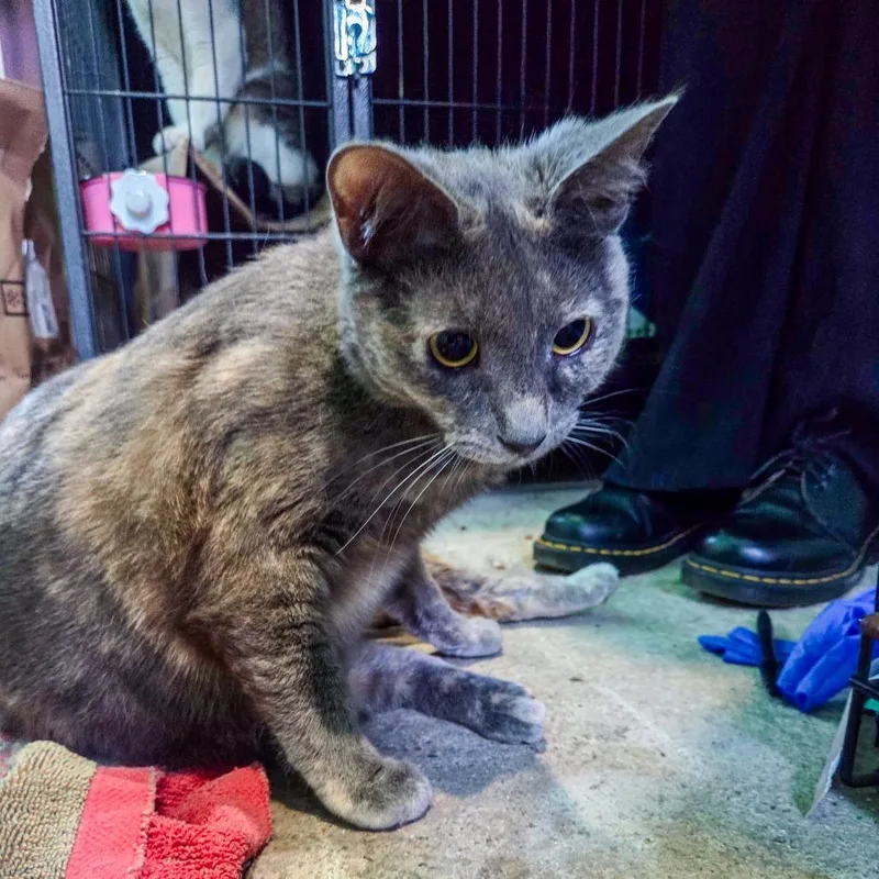 A young small-sized female Gray / Blue / Silver Domestic Short Hair cat named Amelia for adoption in San Diego, CA