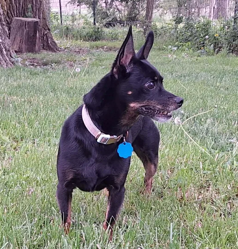 An adult small-sized female Miniature Pinscher dog named Kiki for adoption in Waterloo, IA