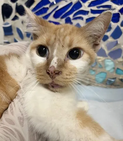 A senior medium-sized male Domestic Short Hair cat named Jasper for adoption in Pensacola, FL