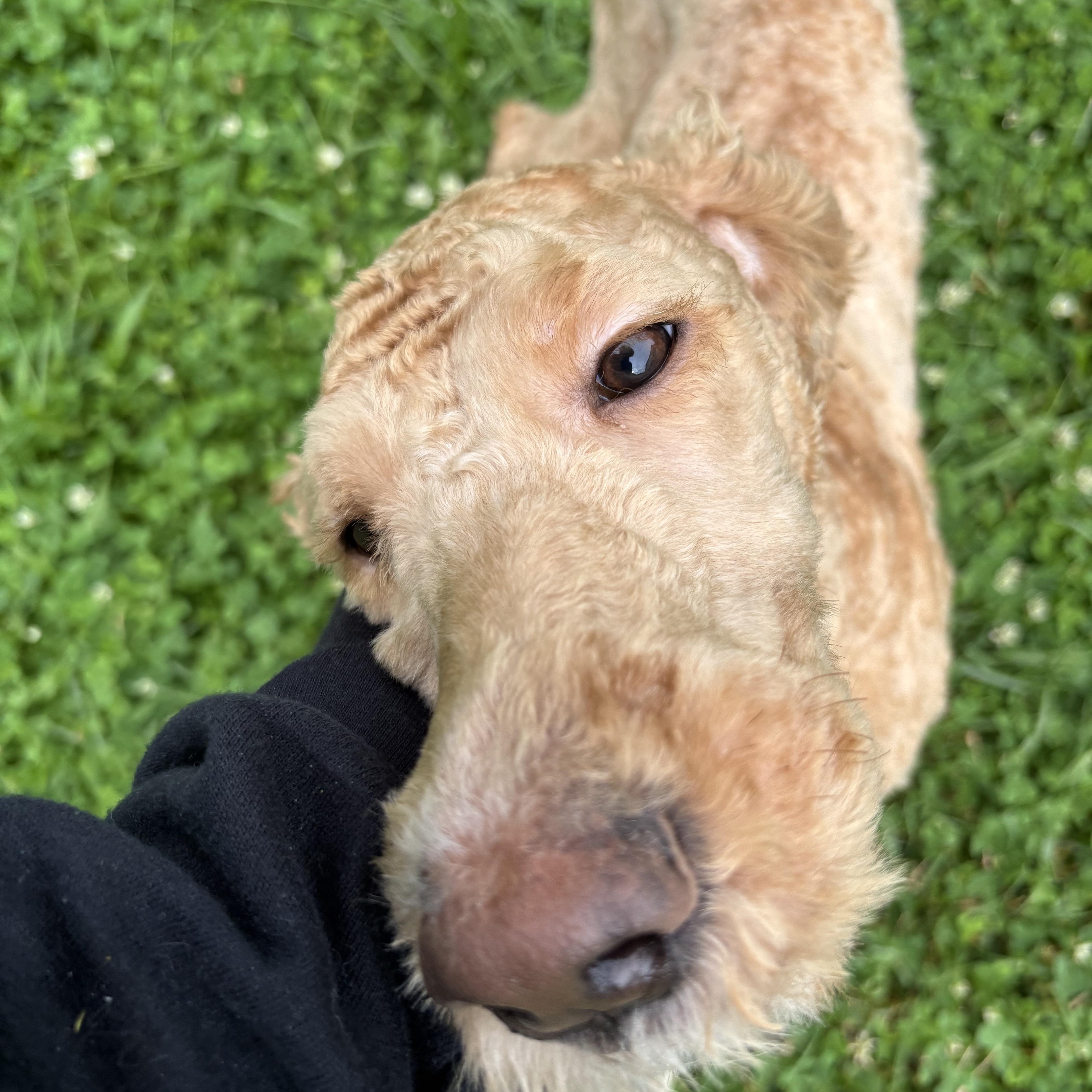 Curly Joe