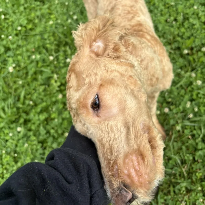Curly Joe thumbnail 3