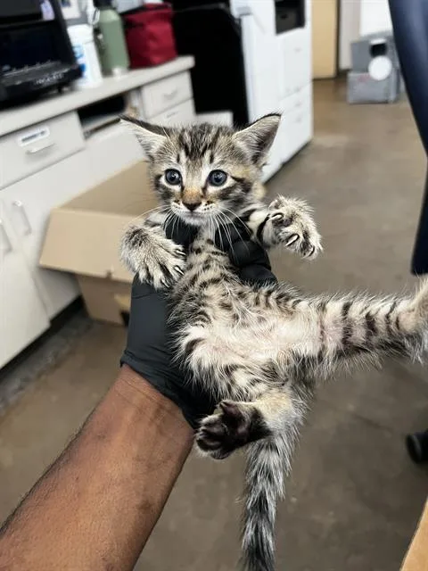 A baby medium-sized male Domestic Short Hair cat named Rodney for adoption in Dallas, TX