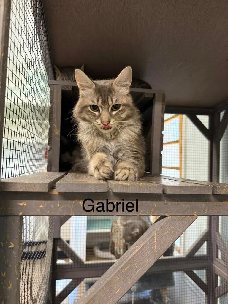 A young large-sized male Domestic Long Hair cat named Gabriel for adoption in Plattsburgh, NY