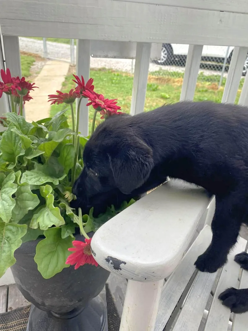 A baby large-sized male Black Labrador Retriever dog named Jet for adoption in Salamanca, NY