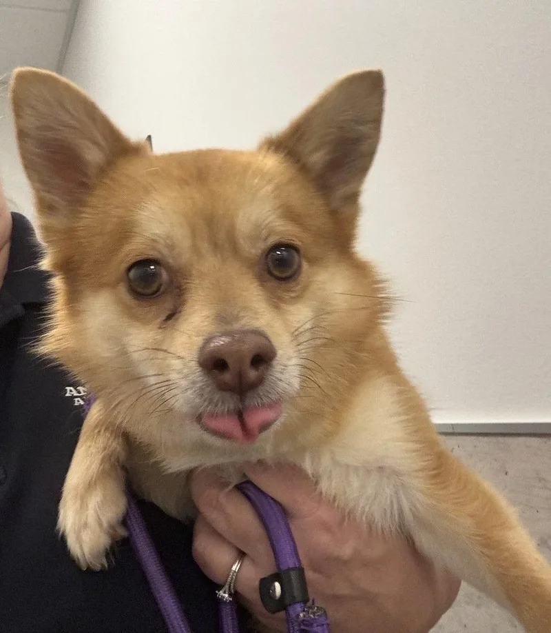 A young medium-sized male Pomeranian dog named Skitt for adoption in Columbia, TN