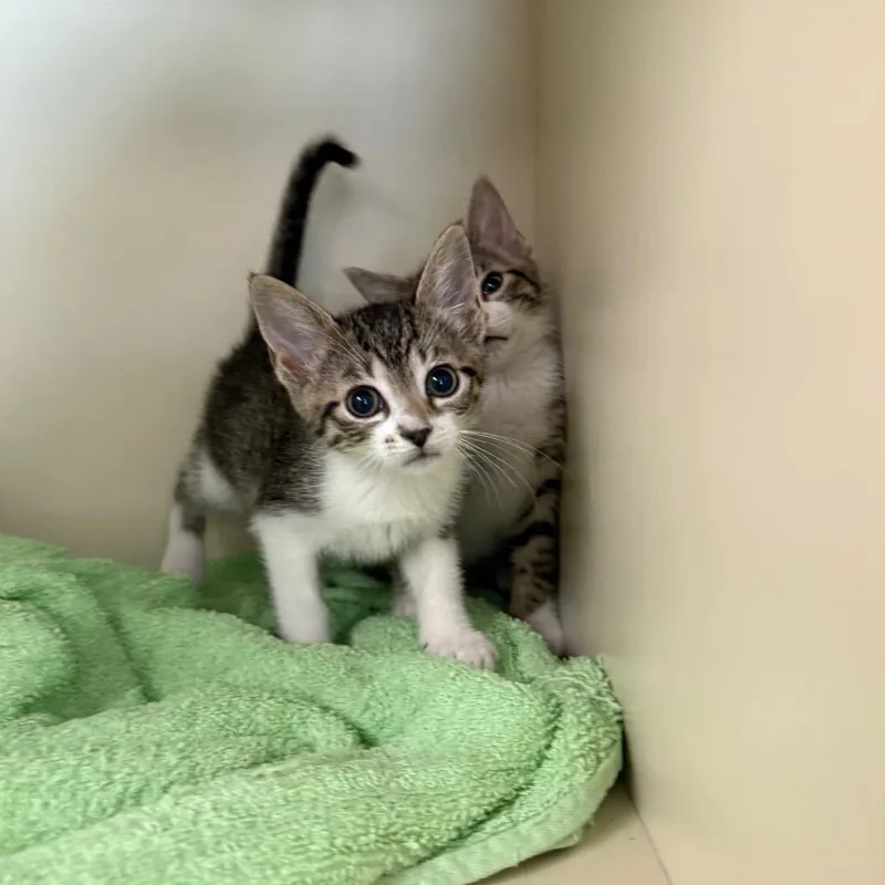 Valentina thumbnail 3