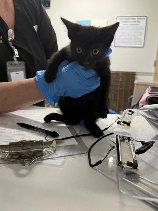 An adult small-sized male Domestic Short Hair cat named Legend for adoption in Shreveport, LA