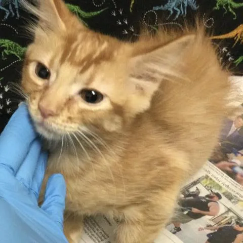 A baby small-sized male Domestic Short Hair cat named Fabio for adoption in Riverside, CA