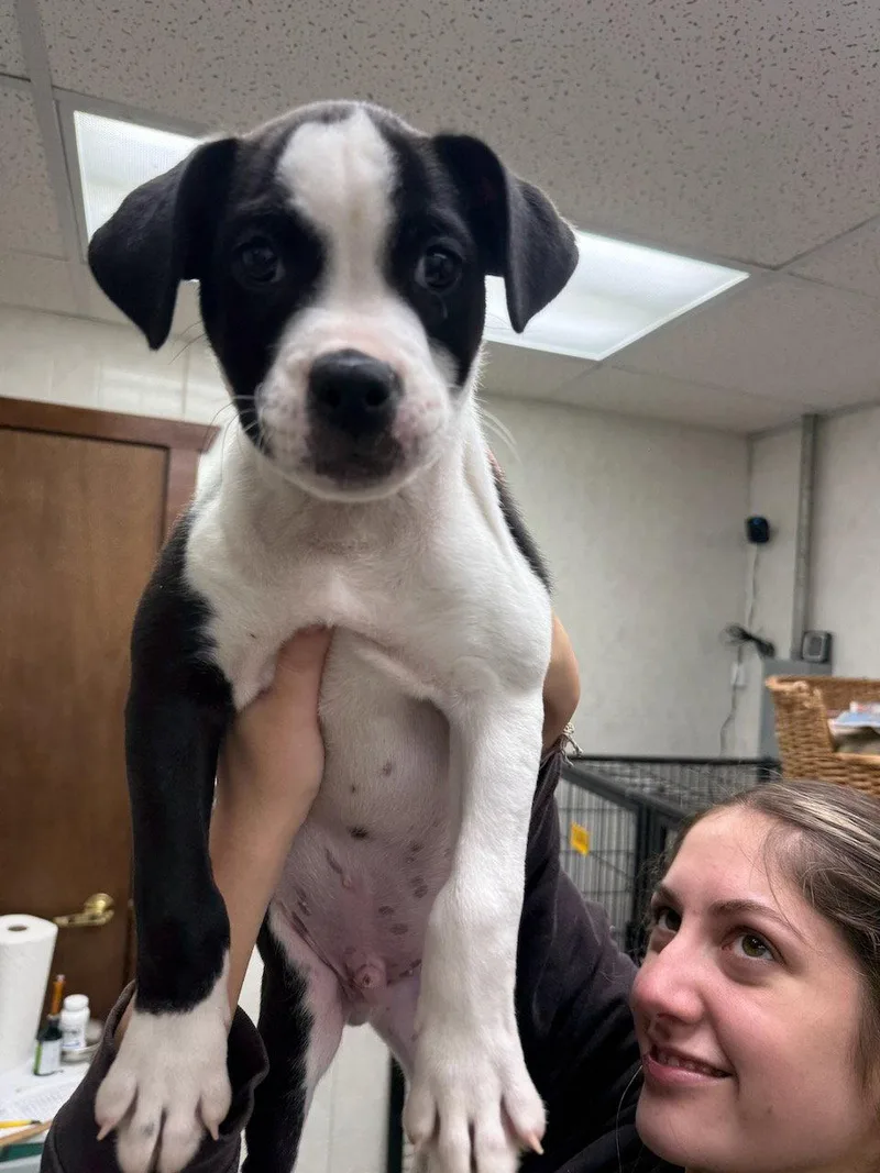 A baby medium-sized male Boxer dog named Larry for adoption in GILBERTS, IL