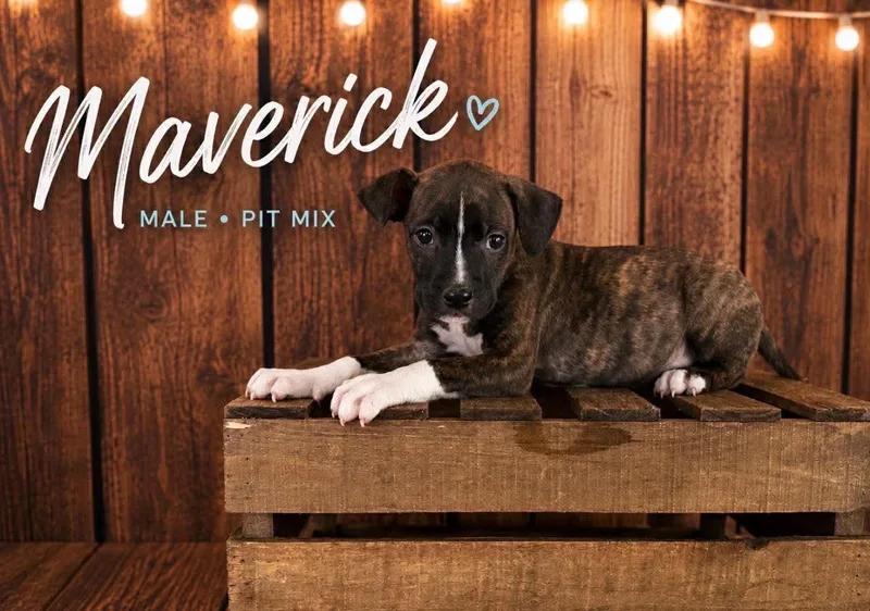Maverick