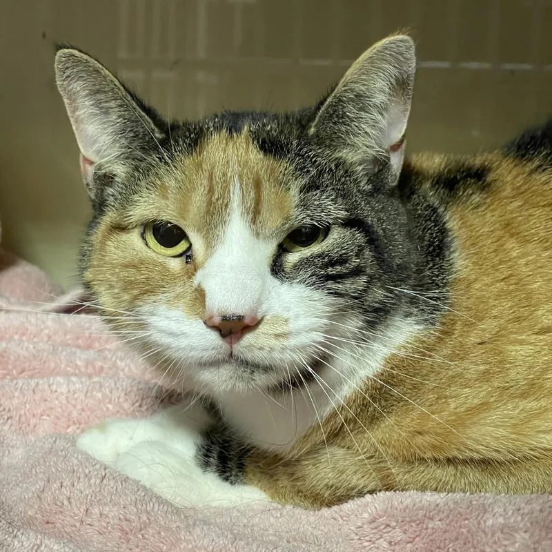 An adult medium-sized female Calico Domestic Short Hair cat named Callie for adoption in Walden, NY