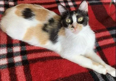 A young medium-sized female Calico American Bobtail cat named Callie for adoption in Liverpool, TX