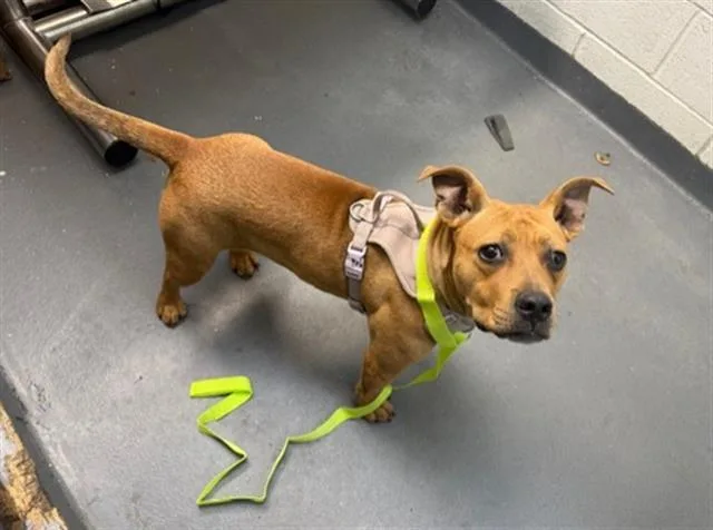 A young medium-sized female Pit Bull Terrier dog named Hazel for adoption in Antioch, CA