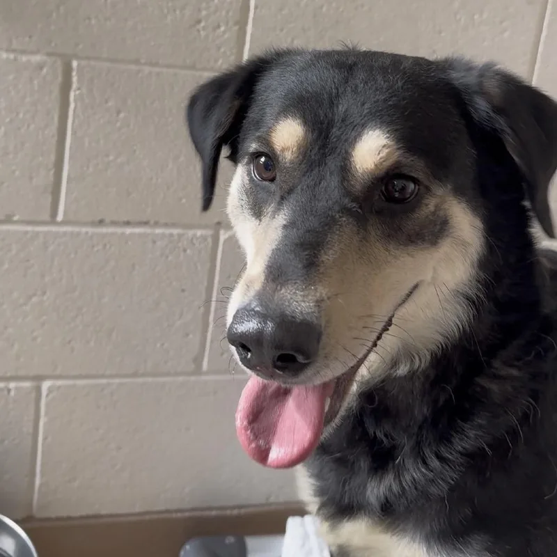 An adult large-sized female Black Labrador Retriever dog named Pixie Sugarplum for adoption in Reno, NV