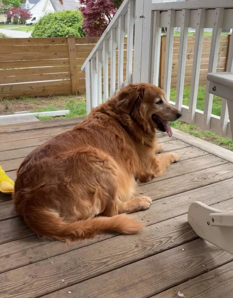An adult large-sized female Golden Retriever dog named Lil Bit for adoption in Wayne, NJ